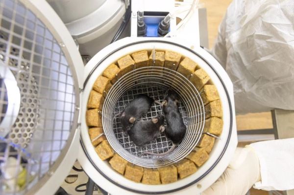 Детальный обзор новой необычной &laquo;космической лаборатории&raquo; России &mdash; &laquo;Бион-М&raquo; № 2. Её конструкция, орбита, цели, видео запуска.