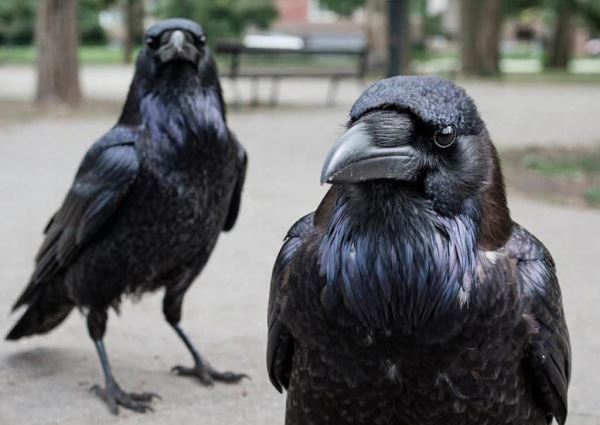 Вороны способны помнить обиду дольше людей, обнаружили ученые