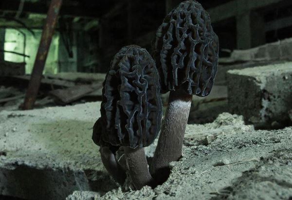 В Чернобыле обнаружили грибы, поглощающие радиацию